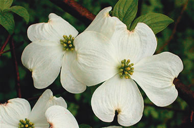 Cornus Flowering Dogwood