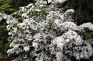 Kousa Dogwood Chinensis