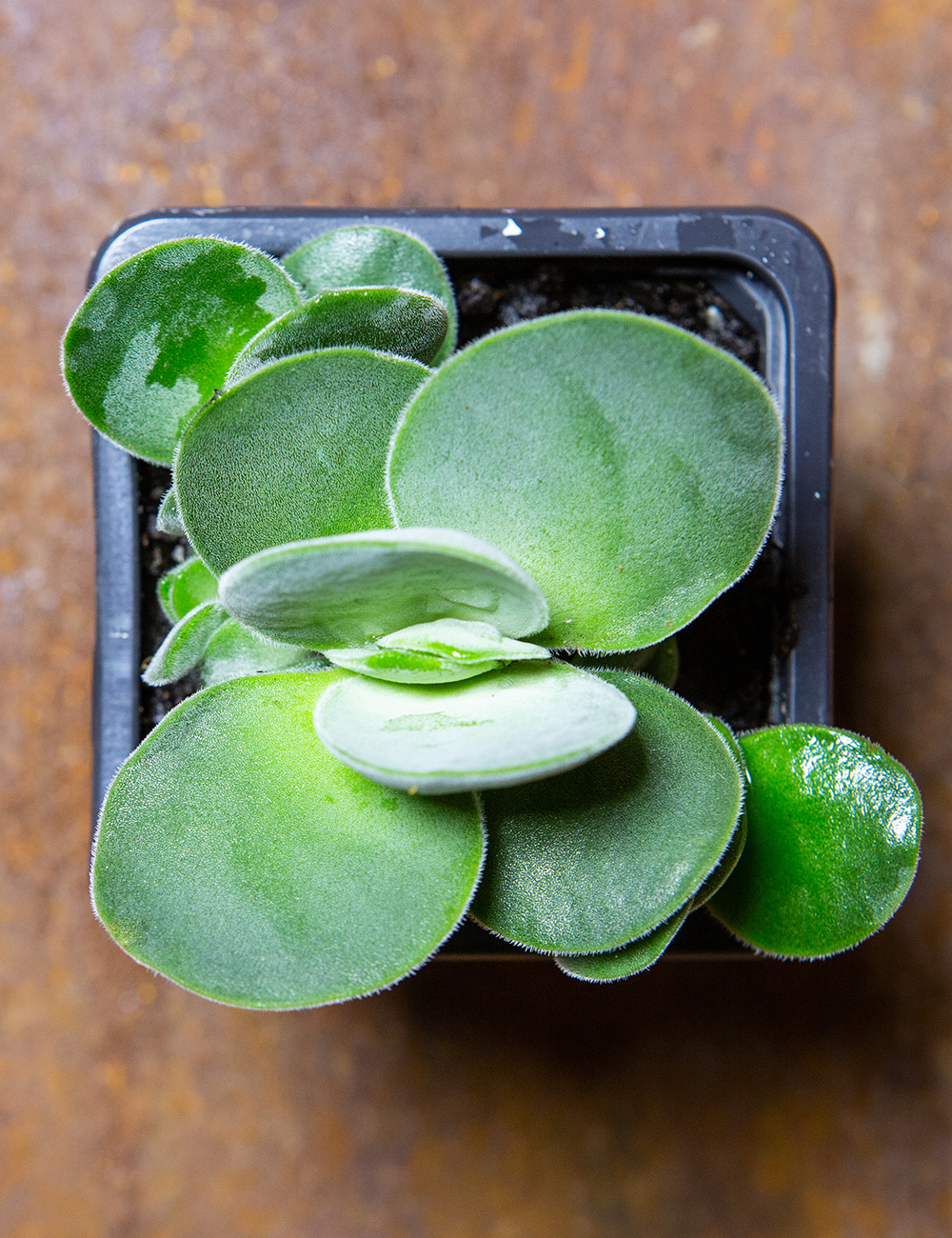 Crassula Silver Spoons