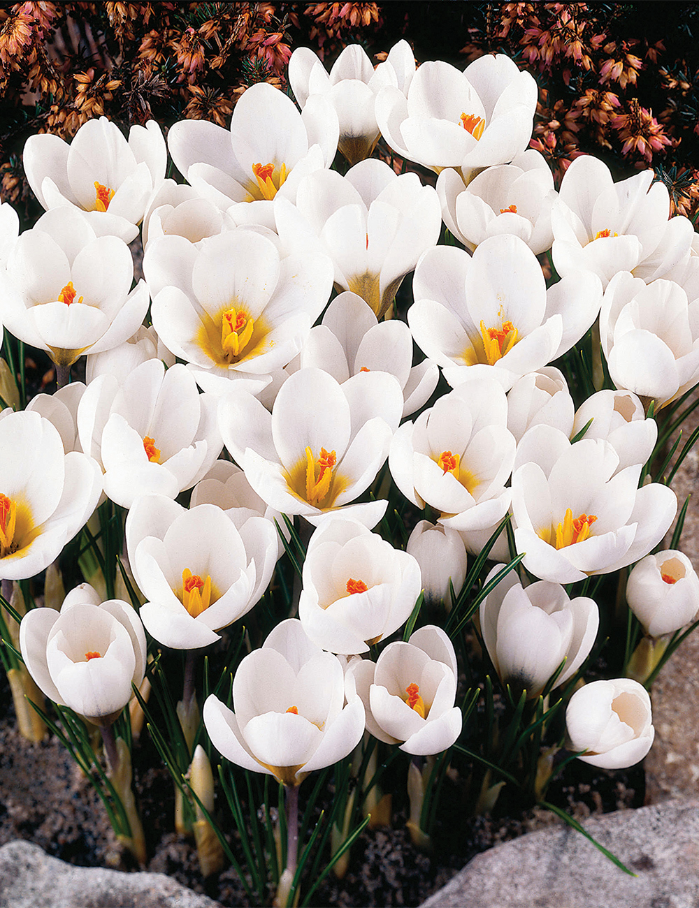 Snow Crocus 'Ard Schenk'