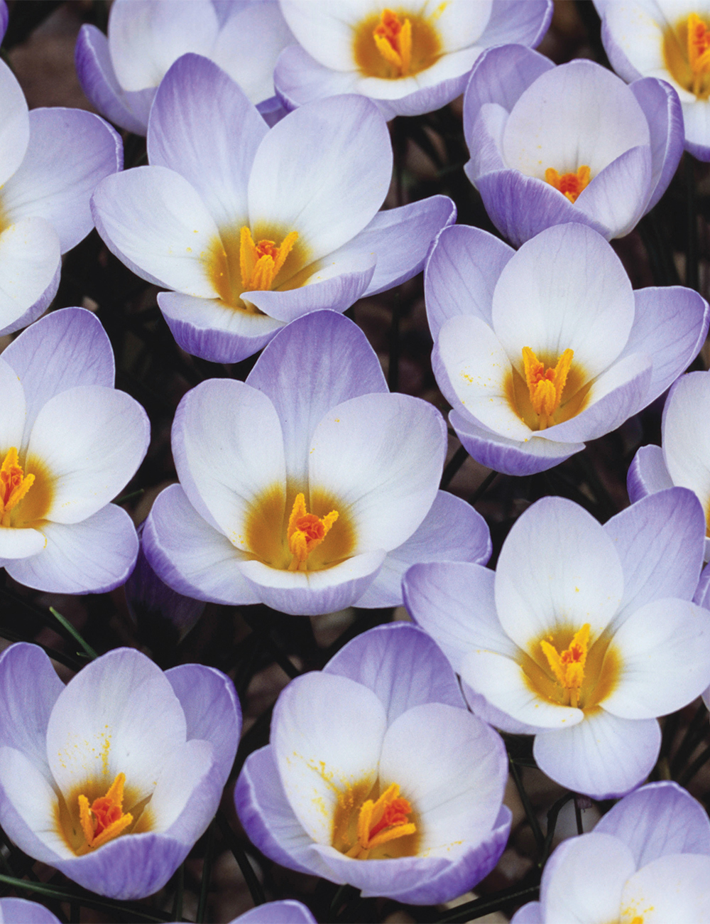 Snow Crocus 'Blue Pearl'