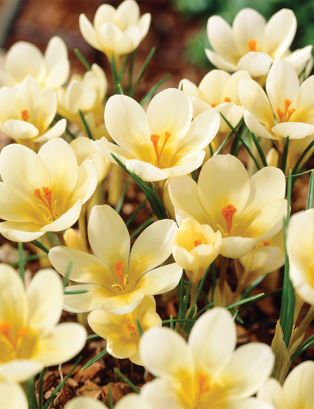 Snow Crocus 'Cream Beauty'