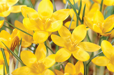 Snow Crocus Fuscotinctus