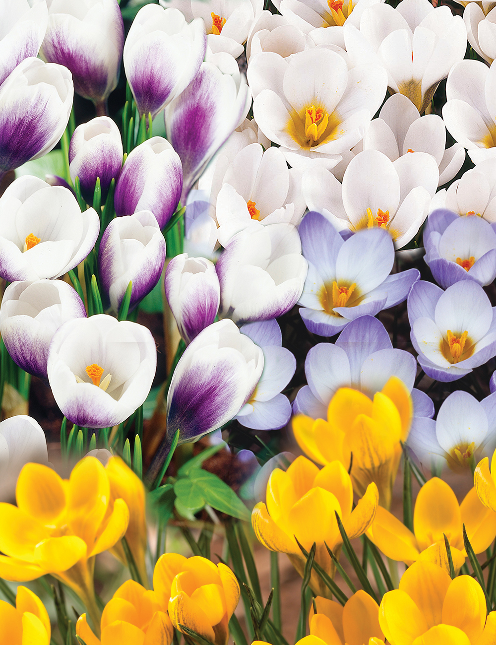 Snow Crocus Mixed