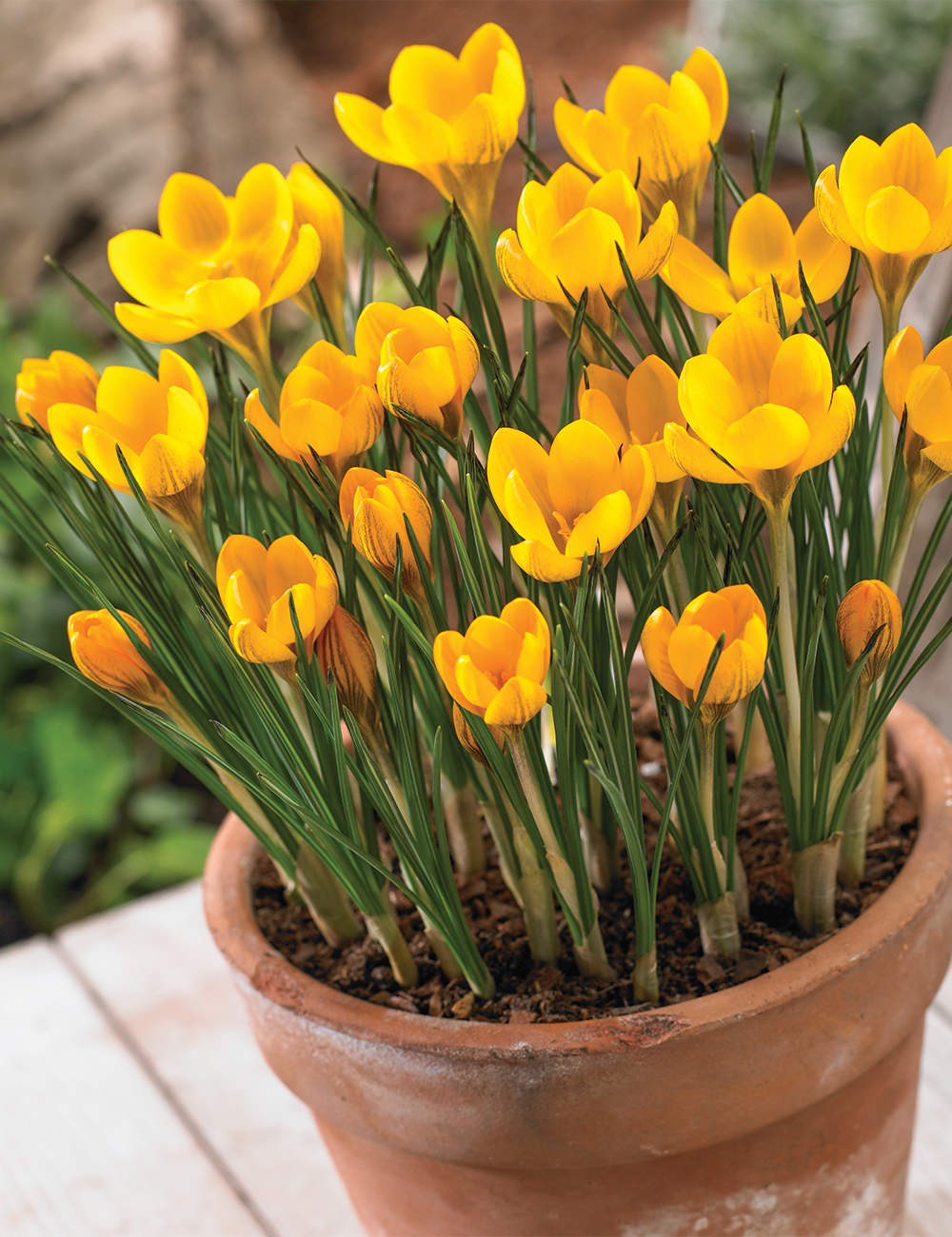 Snow Crocus 'Sunkist'