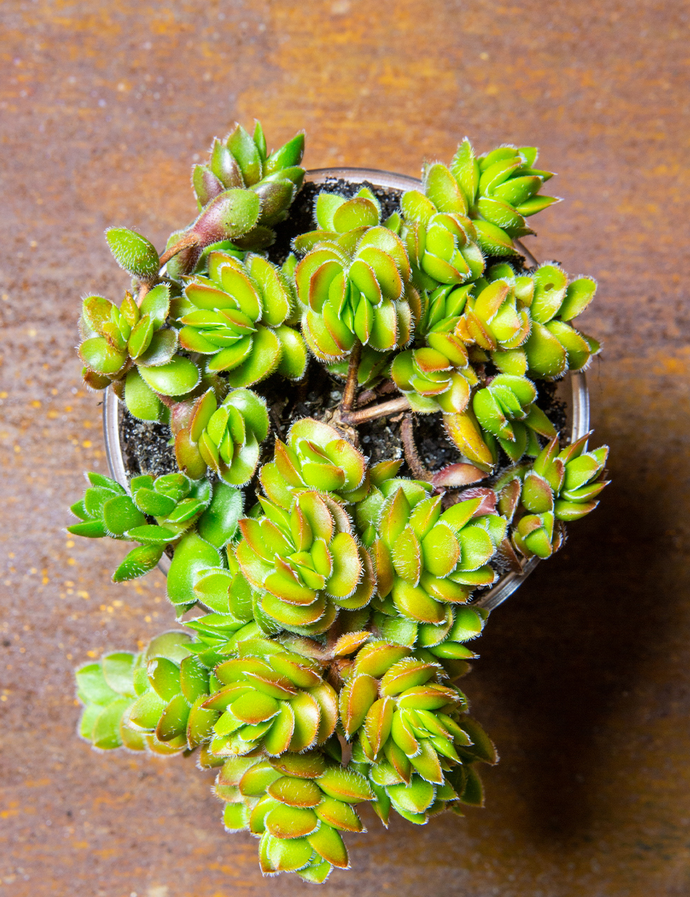 Crassula 'David'