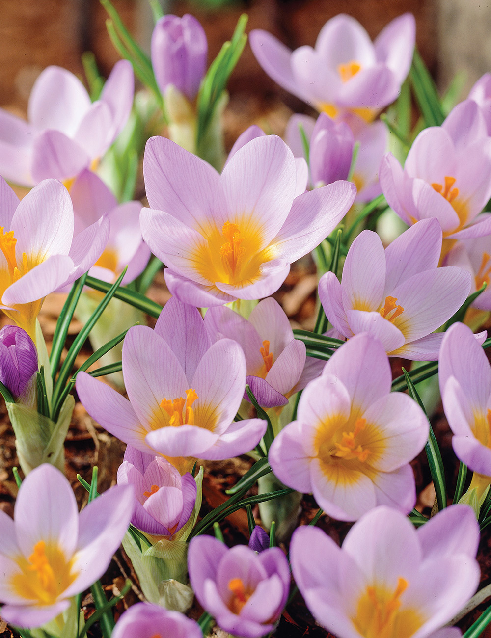 Crocus 'Firefly'