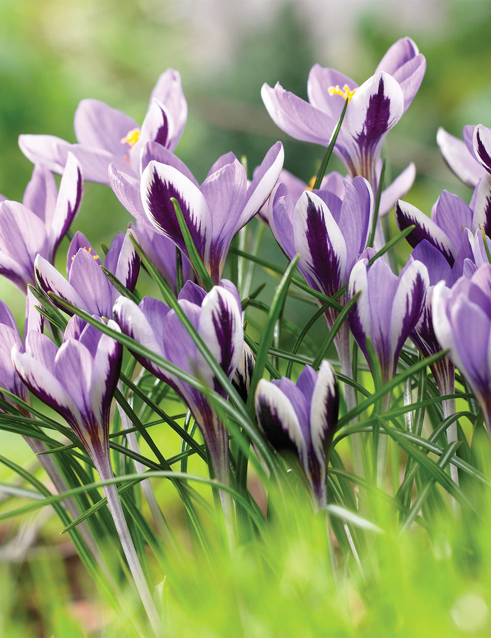 Species Crocus 'Spring Beauty'