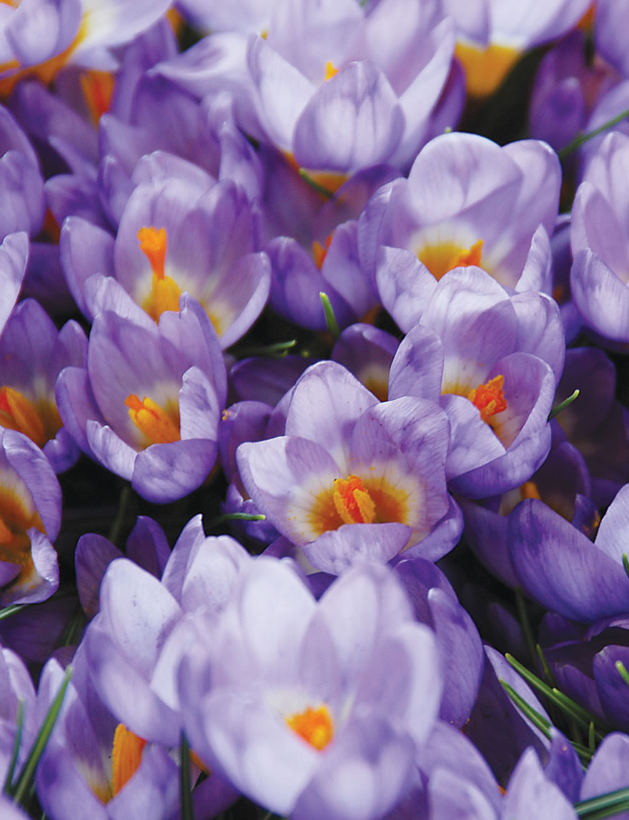 Species Crocus Tricolor