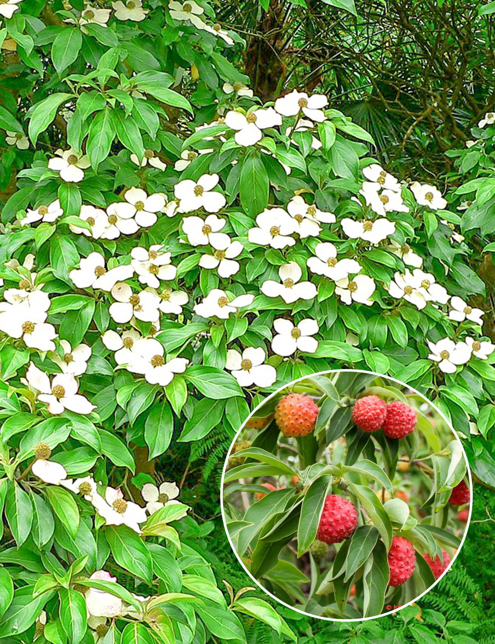 Himalayan Dogwood