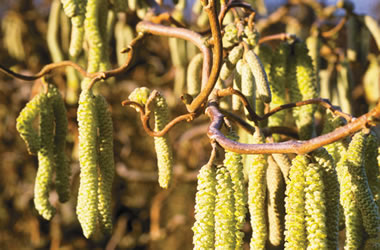 Corkscrew Hazelnut