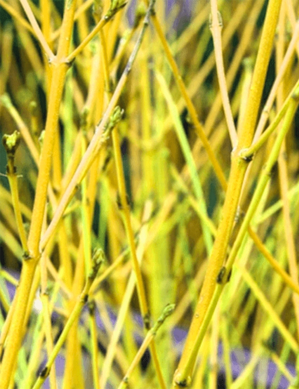 Cornus 'Flaviramea'