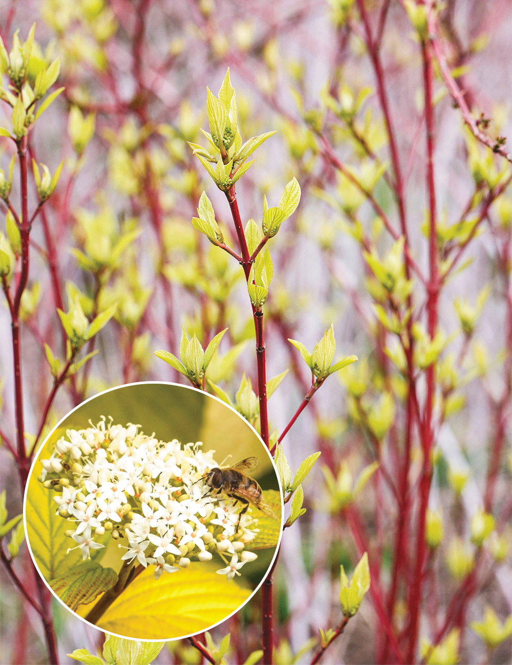 Dogwood 'Sunshine'