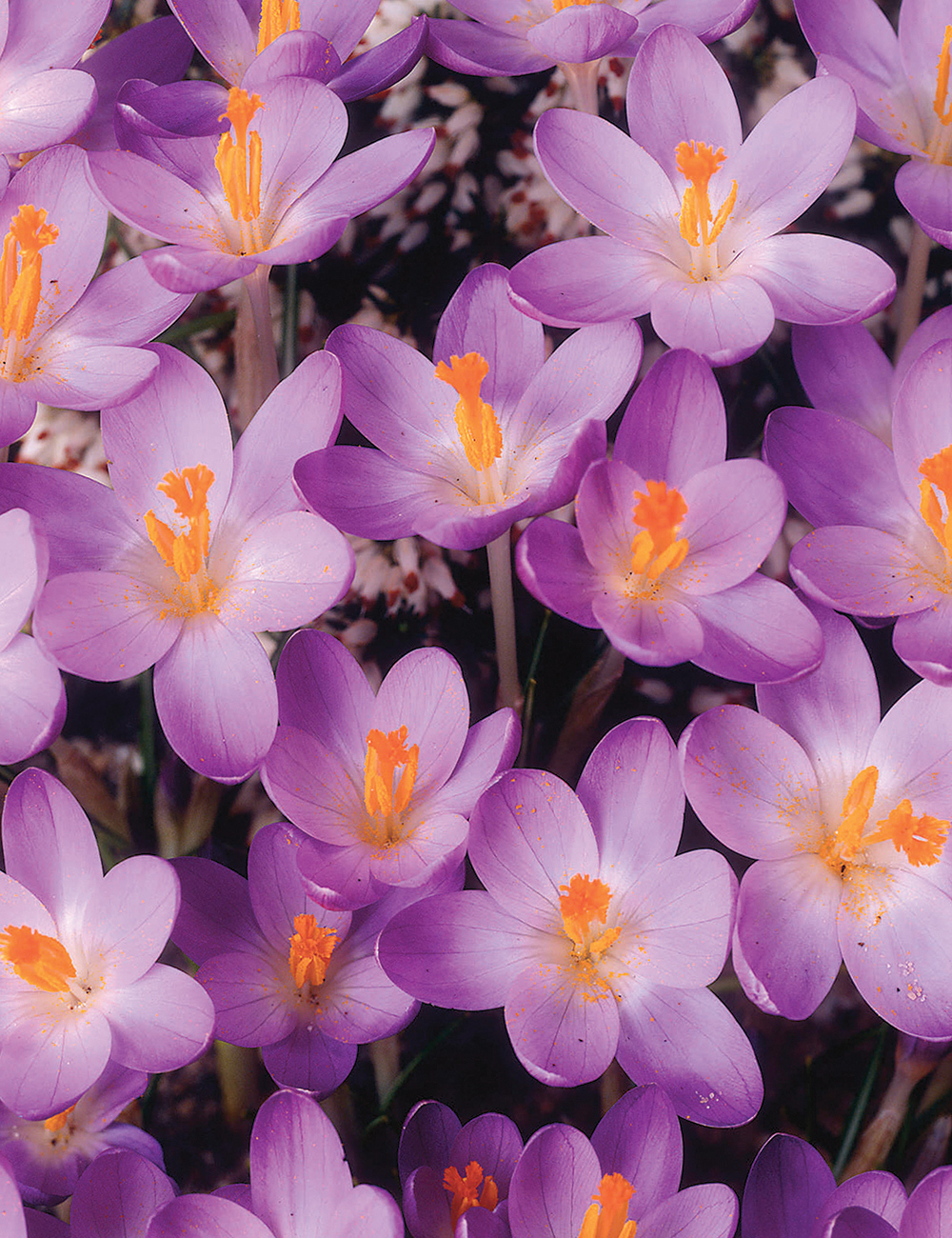 Species Crocus Barr`s Purple