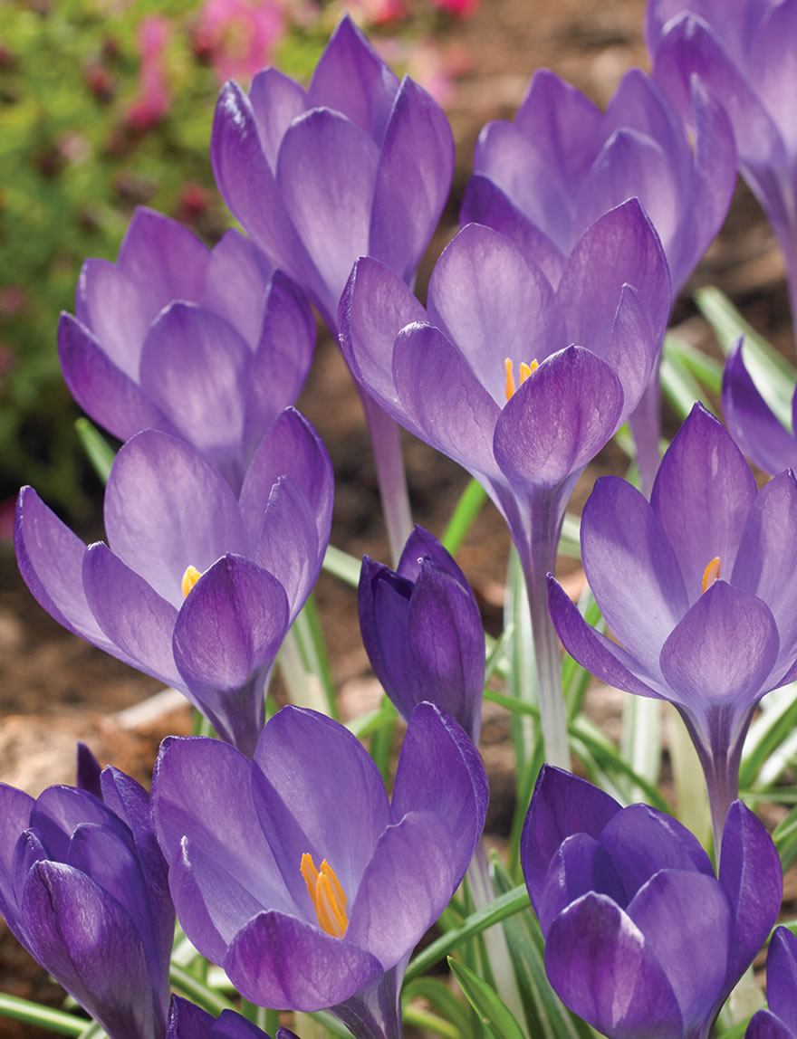 Species Crocus Ruby Giant