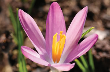 (42C) Crocus 'Roseus'