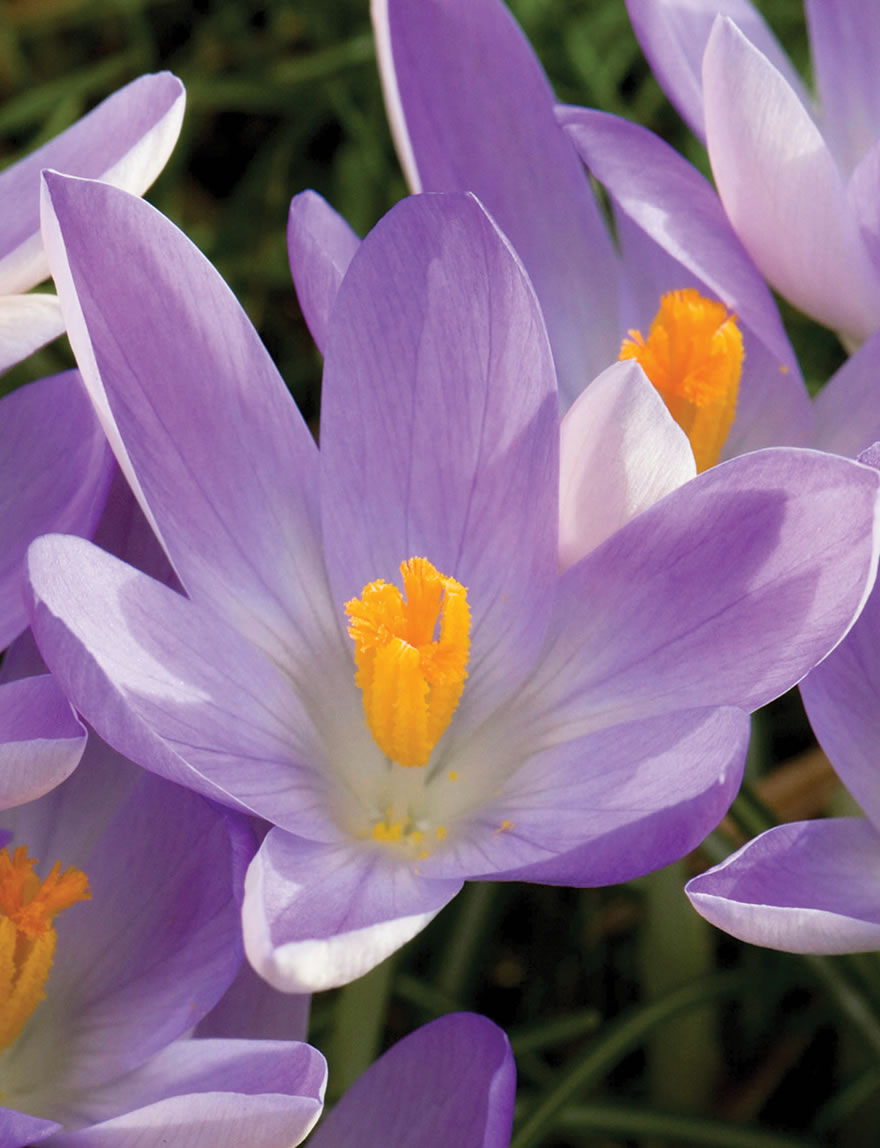 Species Crocus Woodland Crocus