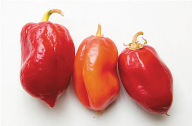 Chilli Habanero
