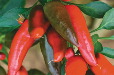 Chilli Tabasco