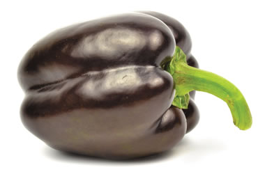 Capsicum Chocolait