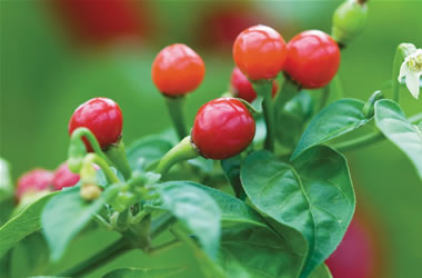 Chilli Pequin mini