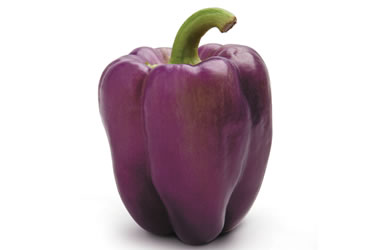 Capsicum Purple
