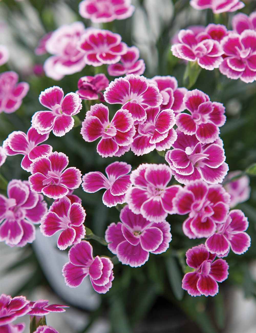 Dianthus 'Pink Kisses'