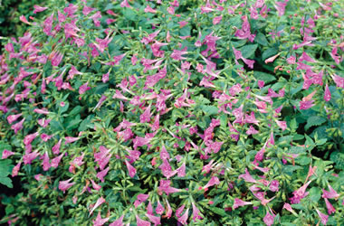 Calamintha Elfin Purple