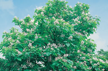 (38A) Southern Catalpa