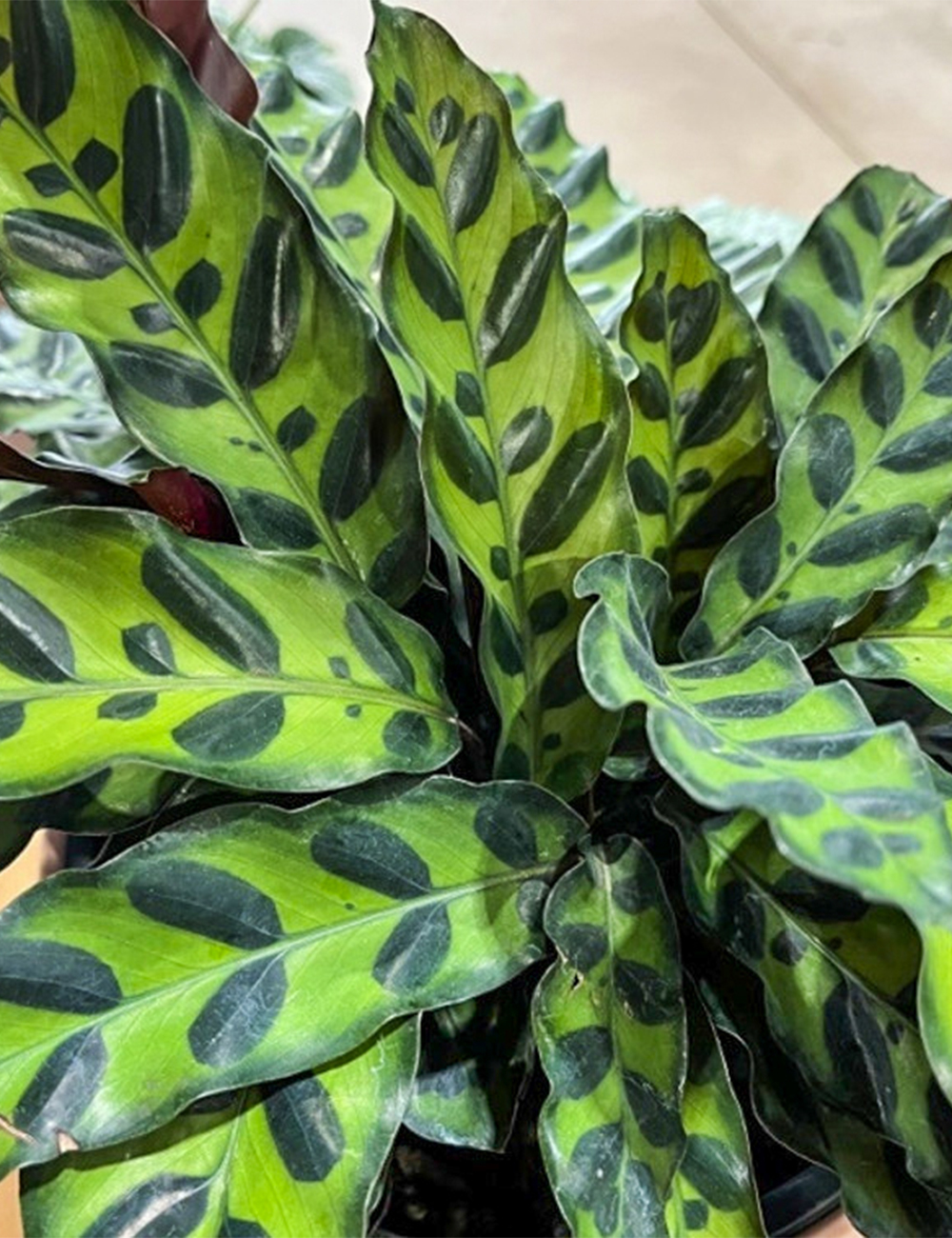 Calathea Rattlesnake Plant