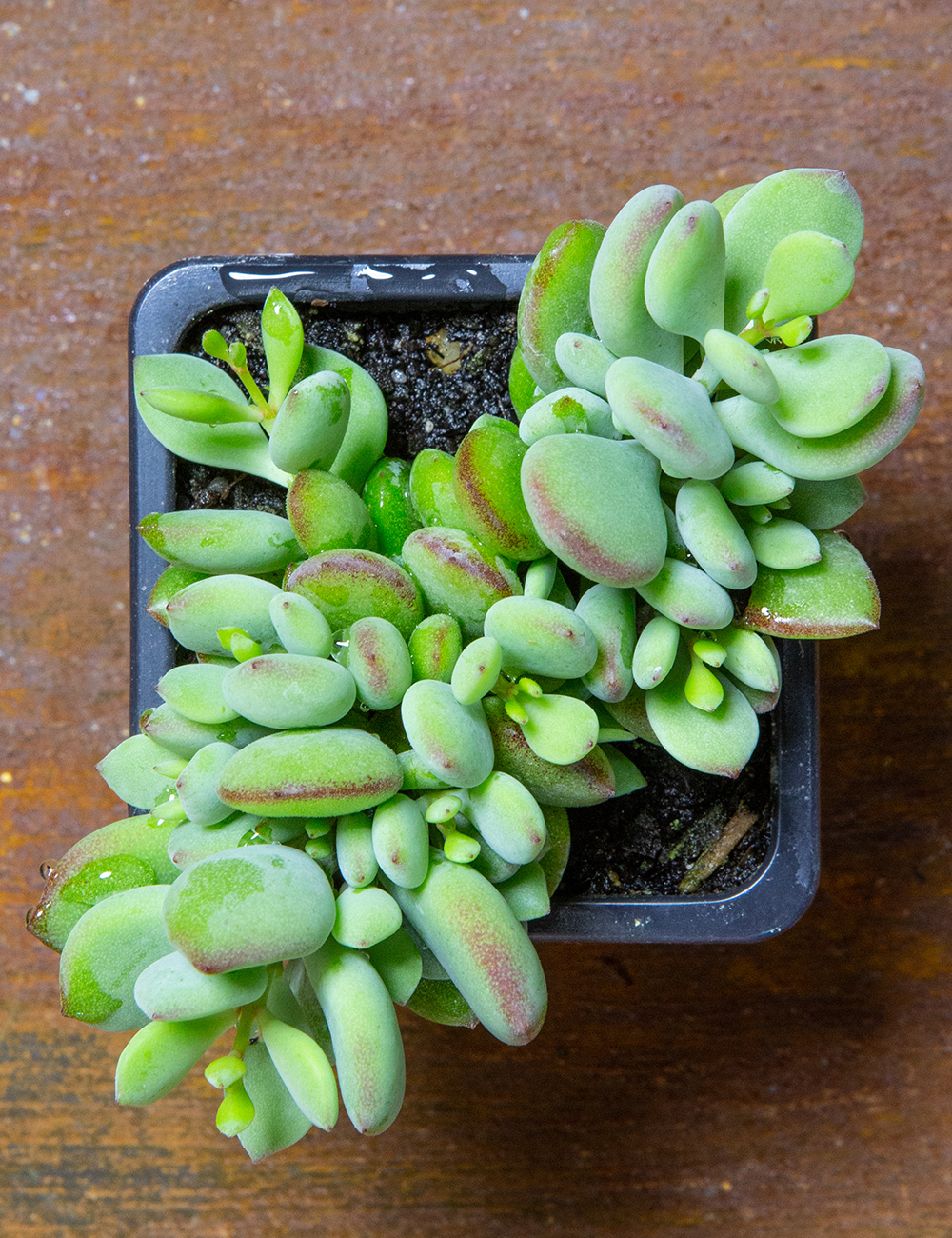 Cotyledon 'Pixie Bean'