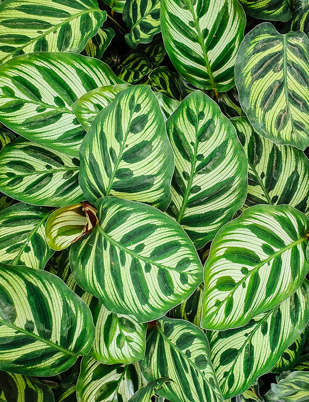 Peacock Plant