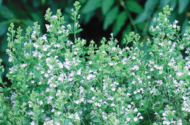 Calamintha 'Blue Cloud'