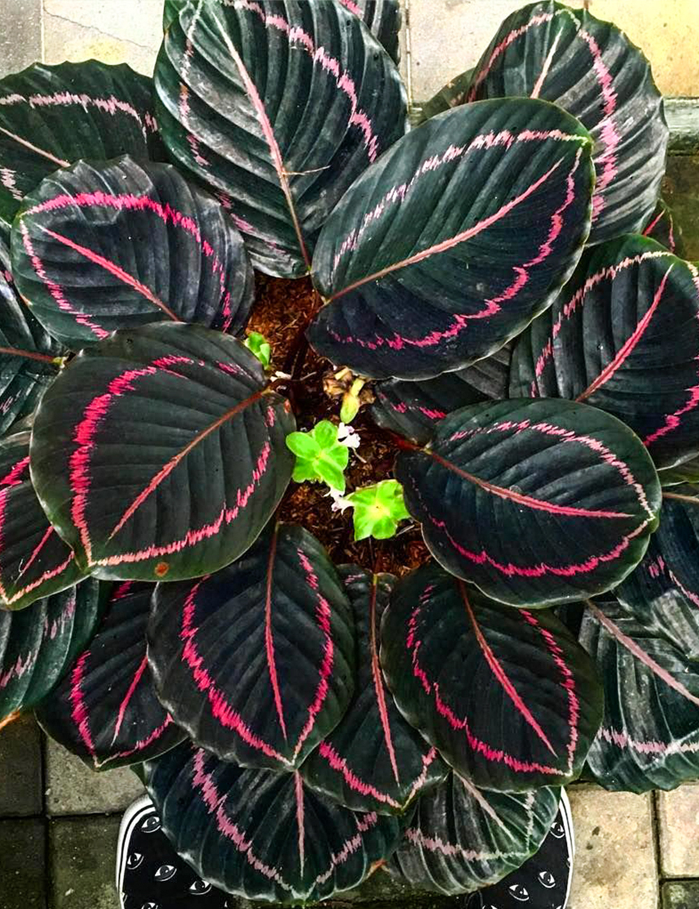 Calathea 'Dottie'