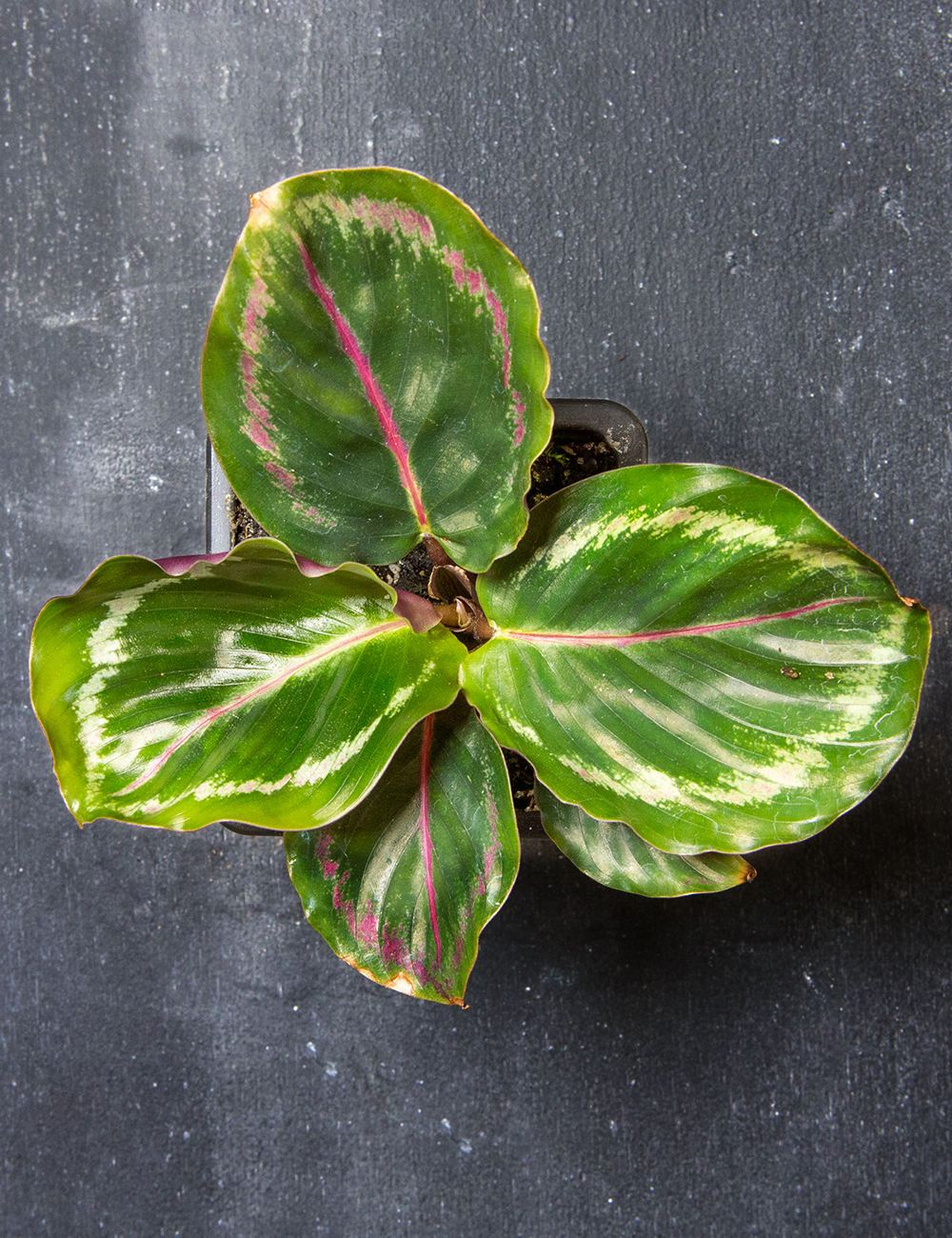 Rose Painted Calathea 'Medallion'