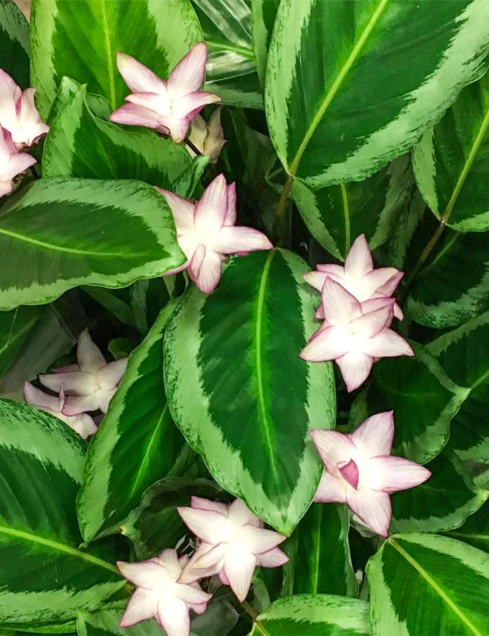 Calathea 'Maria'