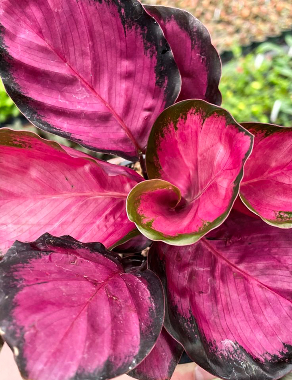 Calathea 'Rosy'