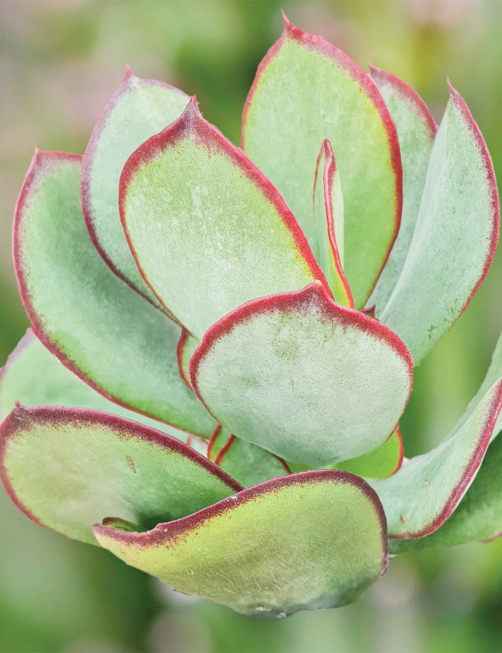 Cotyledon Ruby Lips