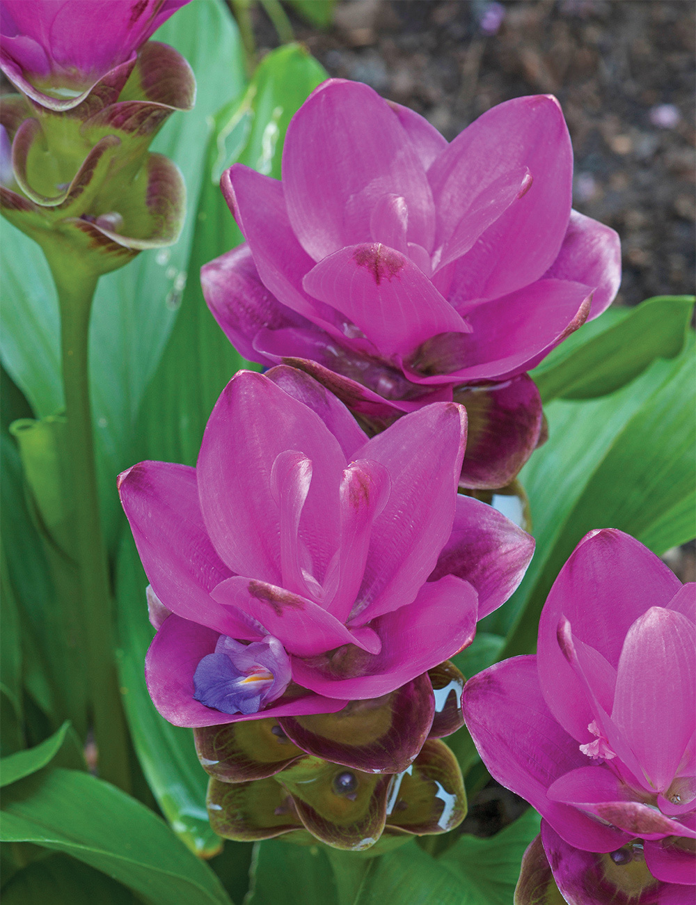 Siam Tulip 'Sublime'