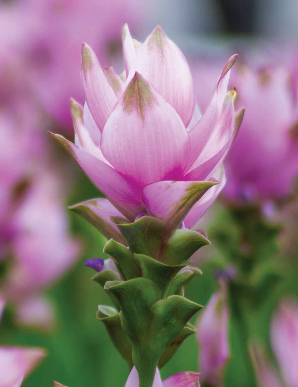 Siam Tulip 'Swing'