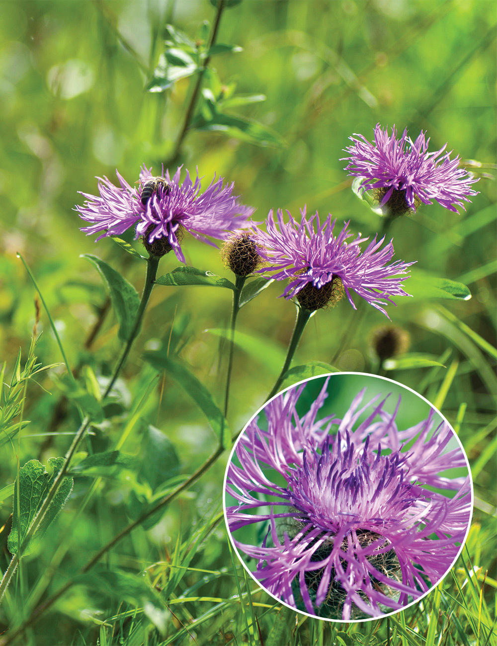 Centaurea Perennial Cornflower