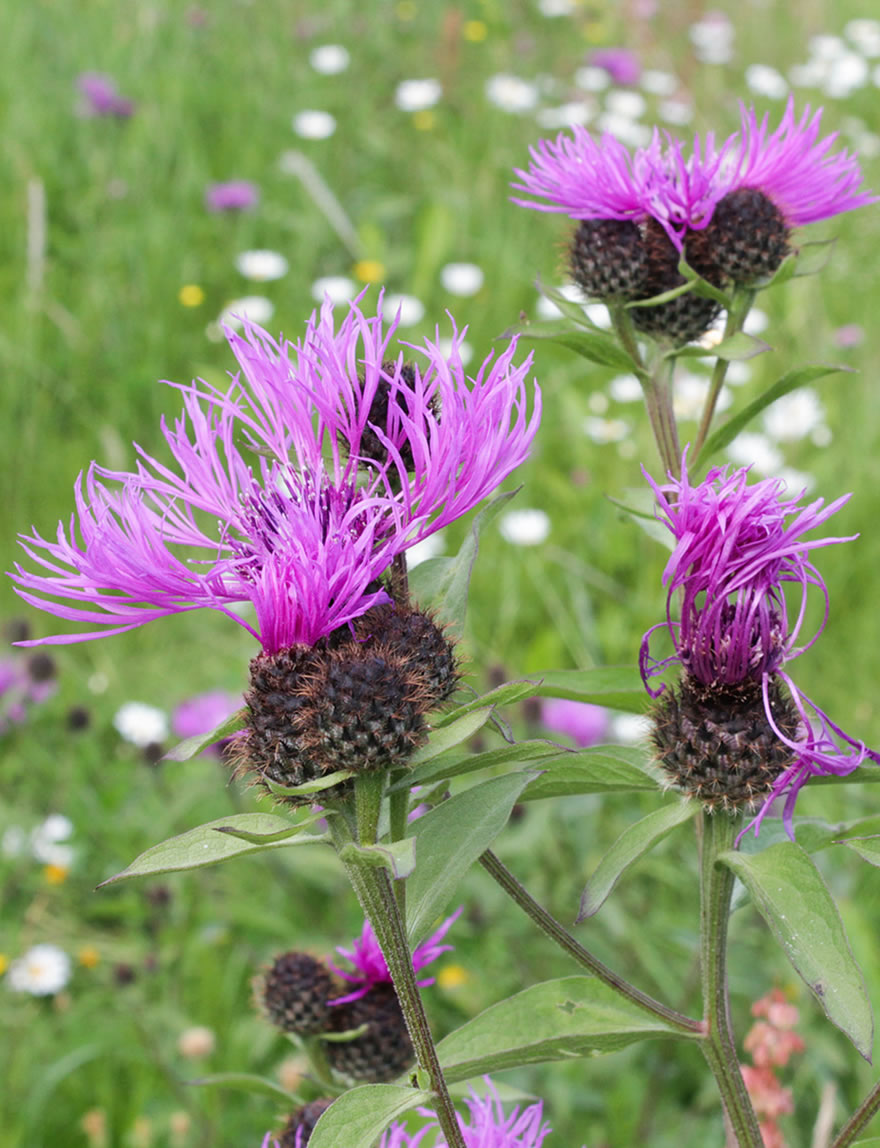 American Cornflower