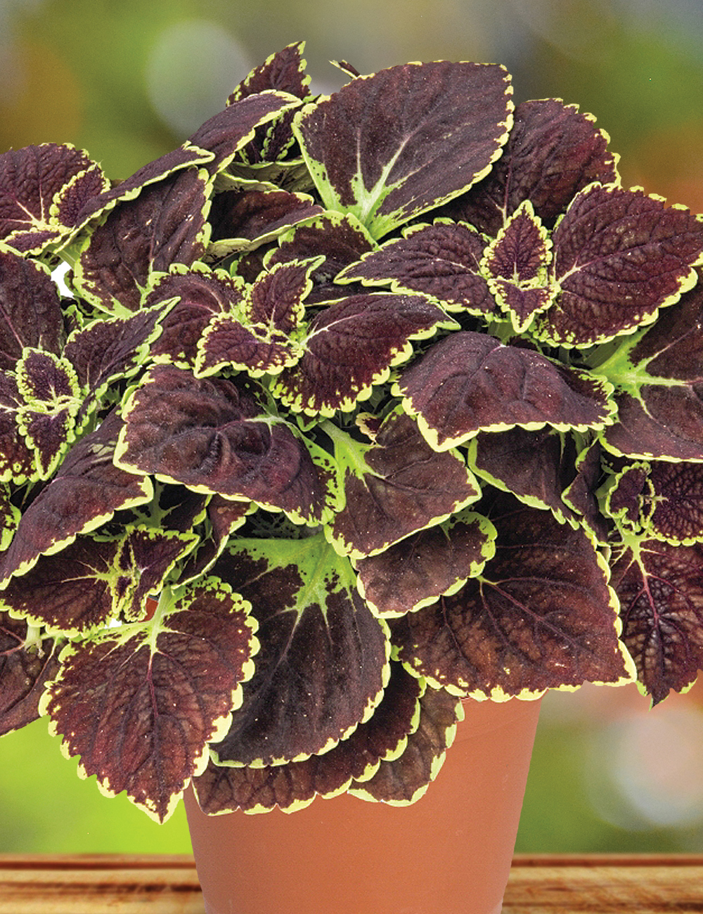 Coleus 'Broad Street'