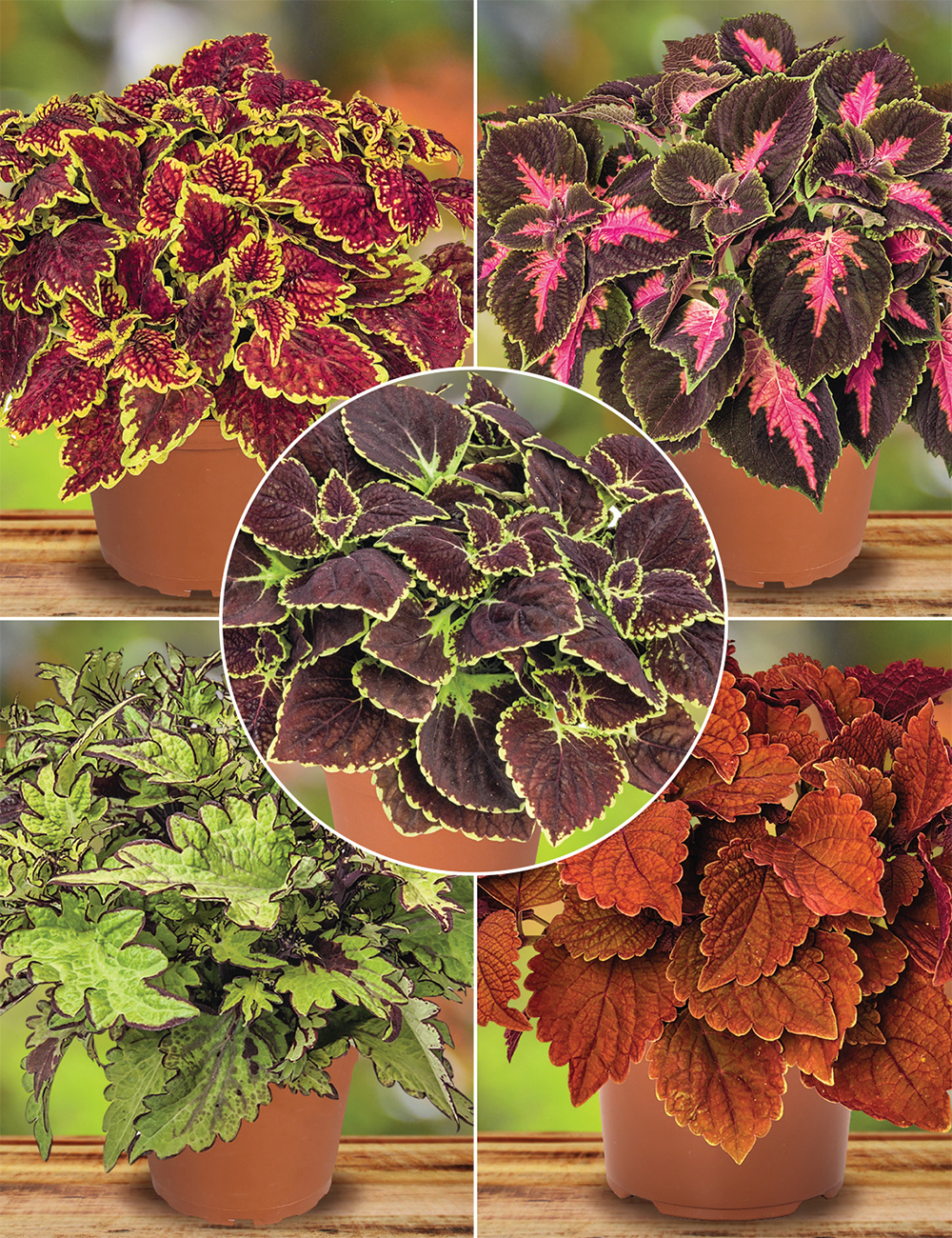 Main Street Coleus (reduced) Collection