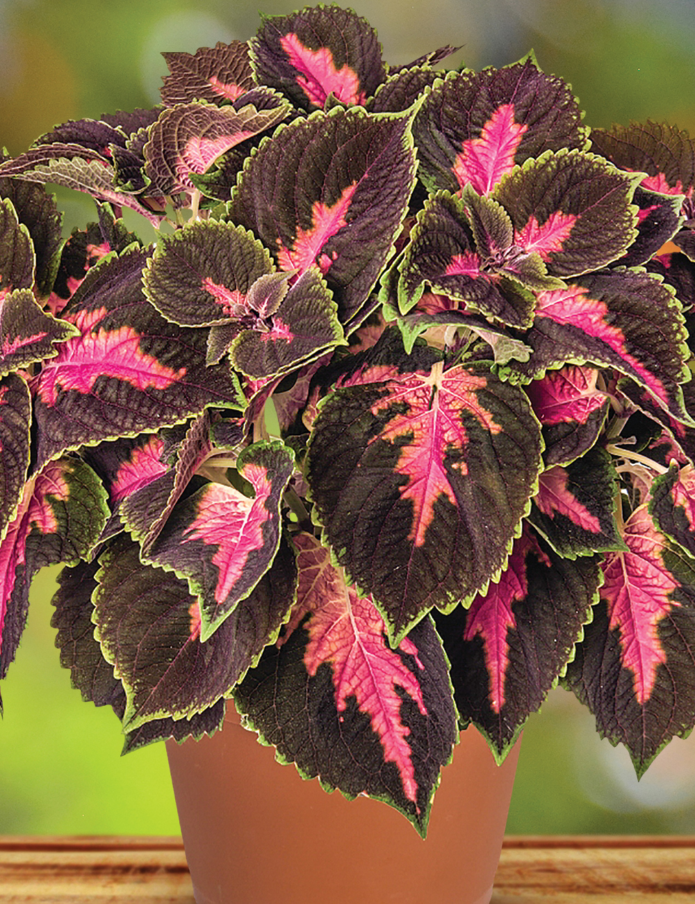 Coleus 'Fifth Avenue'