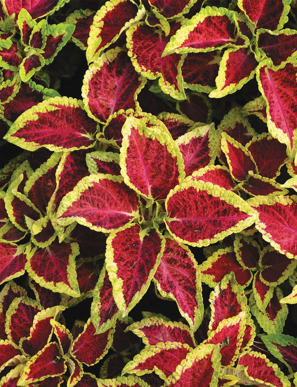 Coleus 'Oxford Street'