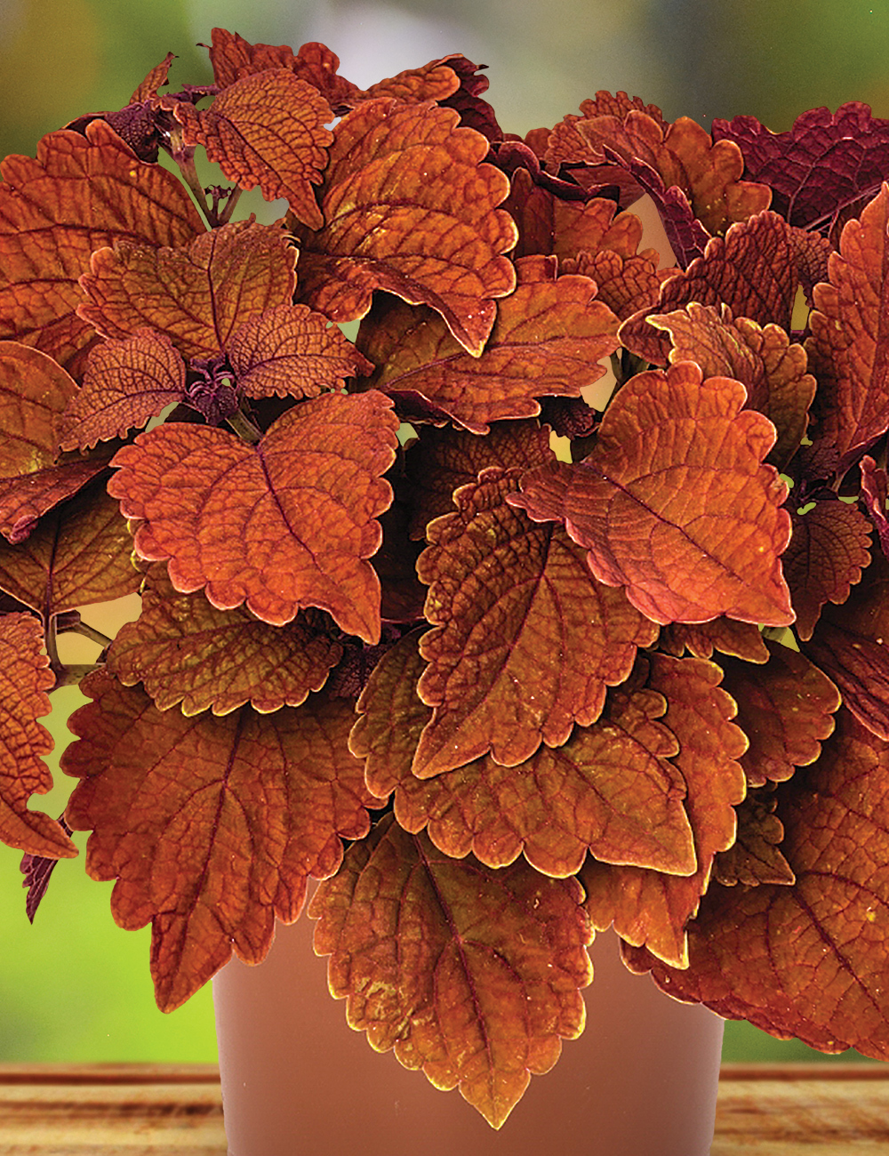 Coleus 'Wall Street'