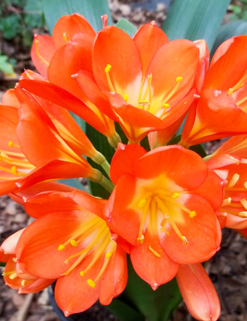 Clivia