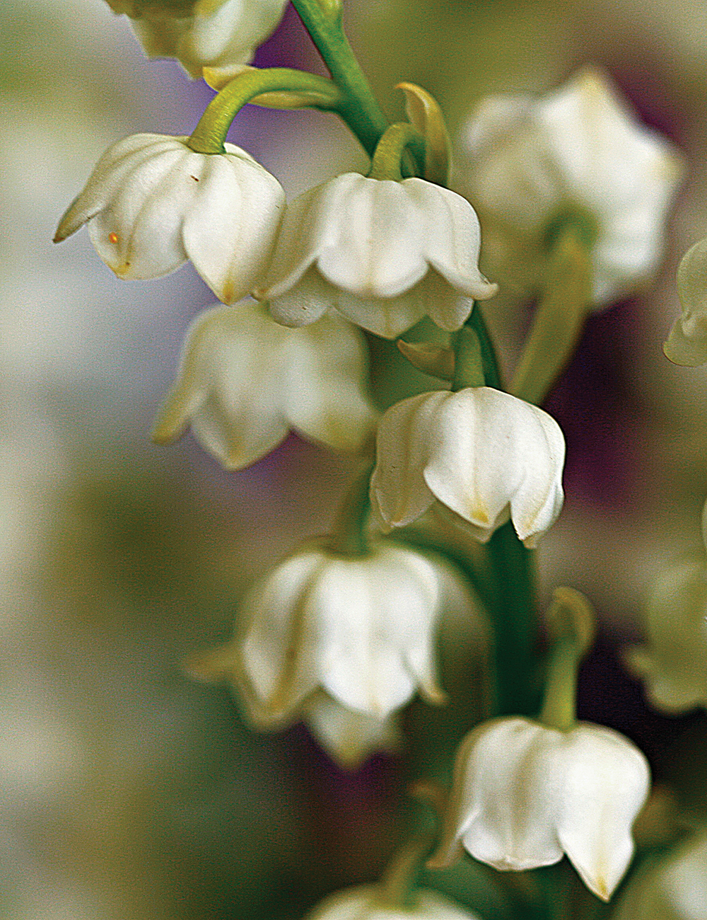 Lily of the Valley Alba