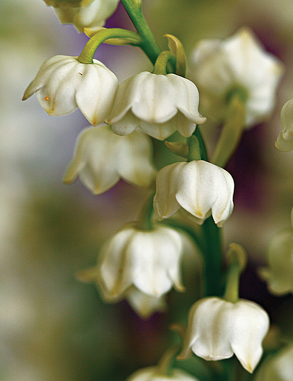 BULK BUY Lily of the Valley Alba